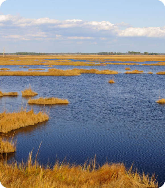 Marshland with vegetation